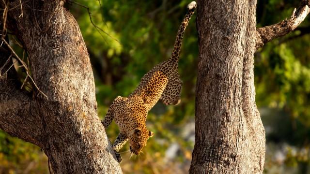 Wonders of Nature
