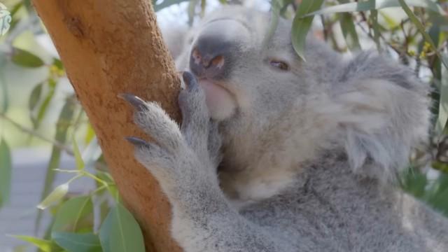 #24 (Zoo in Sydney)