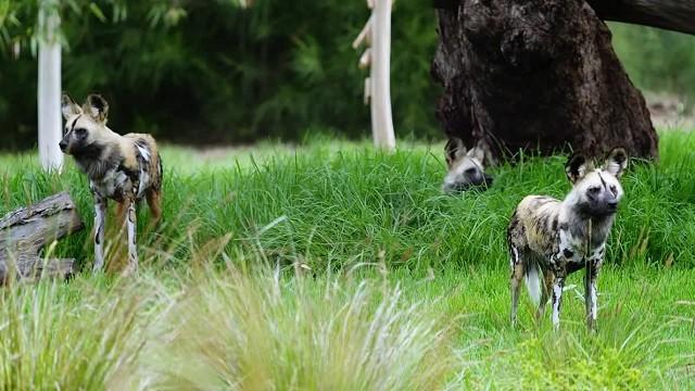 Wild Dog Masego