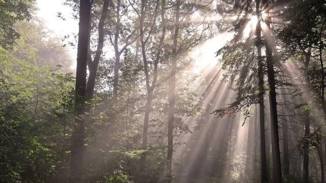 Das grüne Herz Westfalens: Ein Wald im Wandel