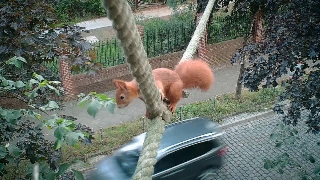 Wildwechsel: Tiere auf Achse