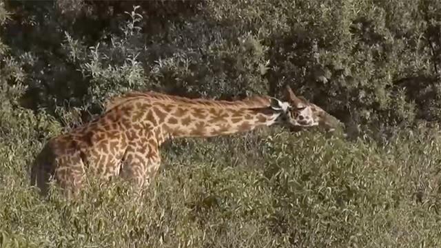 Kenya: Lion King Country