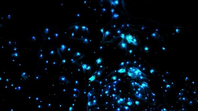 発光生物 進化の謎
