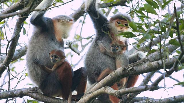 Vietnam: Brücken bauen für bedrohte Affen