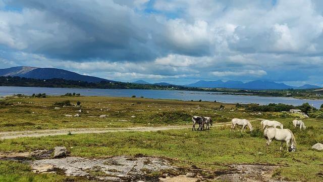 Connemara: Wie das Land, so das Pony