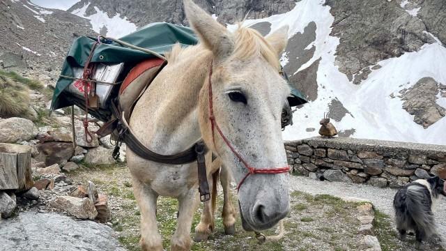 Der letzte Säumer des Piemont