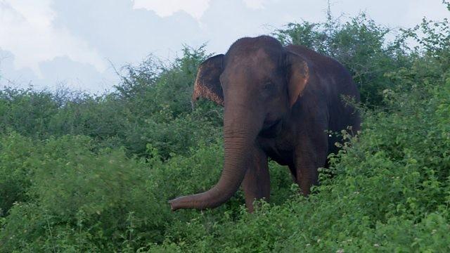 Sri Lanka: Return to Teardrop Island - Part One