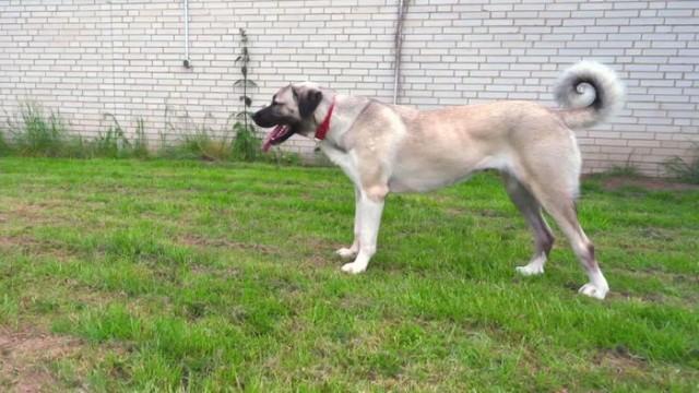 Kangal Shirin /​ Welpe Wannabe