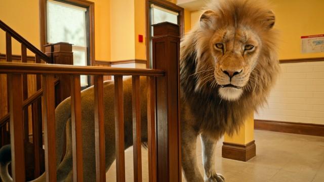 Panthera leo - Der Löwe