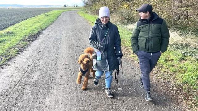 Mittelschnauzer-Hündin Paula /​ Airedale Terrier Buddy /​ Königspudel Hugo