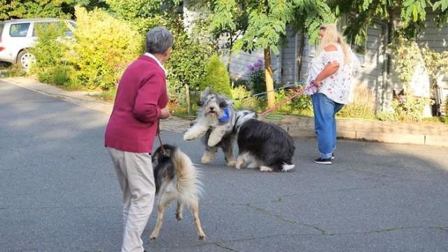 Ridgeback-Rüde Lutalo /​ Bearded Collie Ludwig /​ Pomskydame Nukka