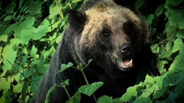 ヒグマ事件 150年間に何が起きた? 〜なぜ獣害は発生?知られざる生態〜