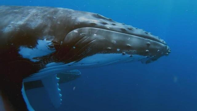 砂漠のクジラ 進化のミステリー