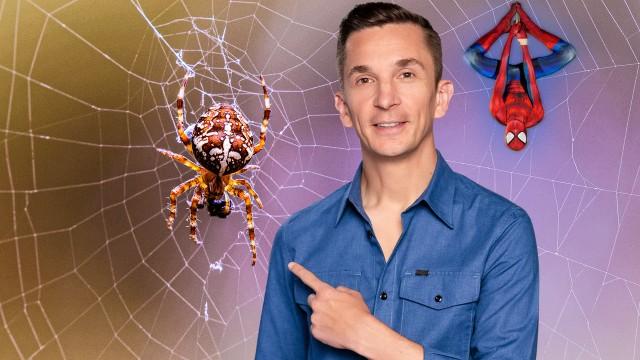 Kleine Spinne - krasser Faden