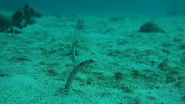 「いろんないきものがでてきますSP!」