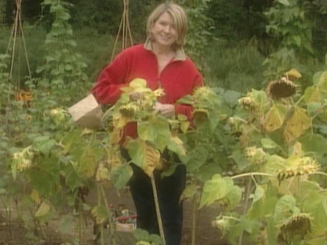 Halloween Doughnuts; Capes 101; Giant Pumpkin Contest