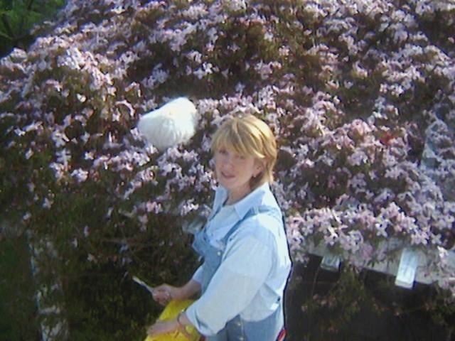 Topiaries; Clematis; Staking Good Thing