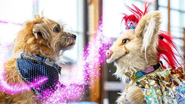 Dog Show