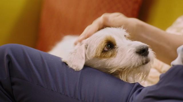 Solovino puede hacerlo