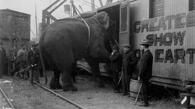 La trágica historia de Fritz el elefante