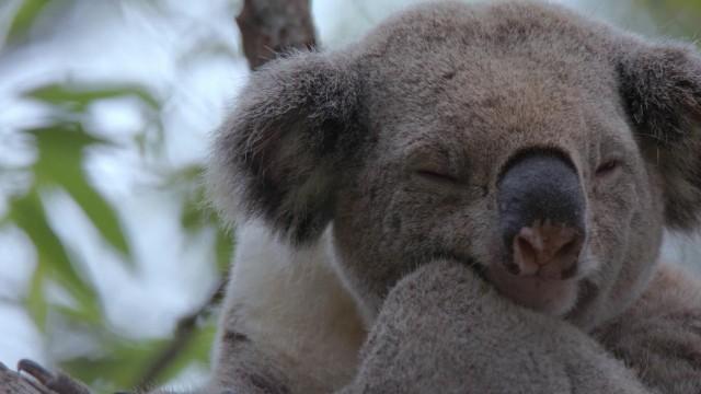 Made in Australia