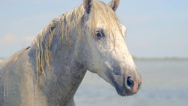 Europe's Untamed Coasts