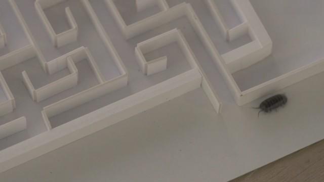 「びっくり!虫スペシャル」