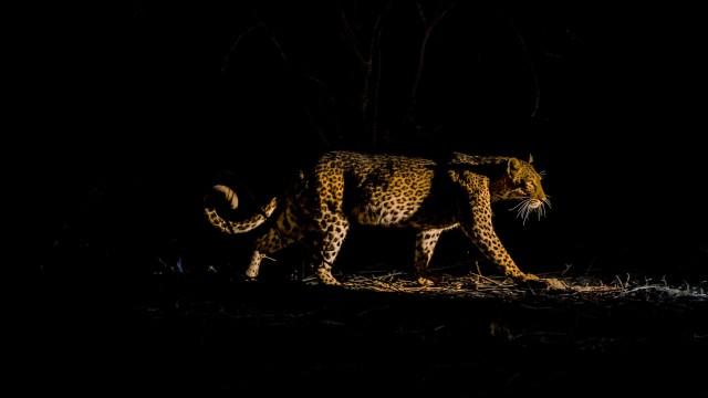 Säugetiere (5): Bei Nacht