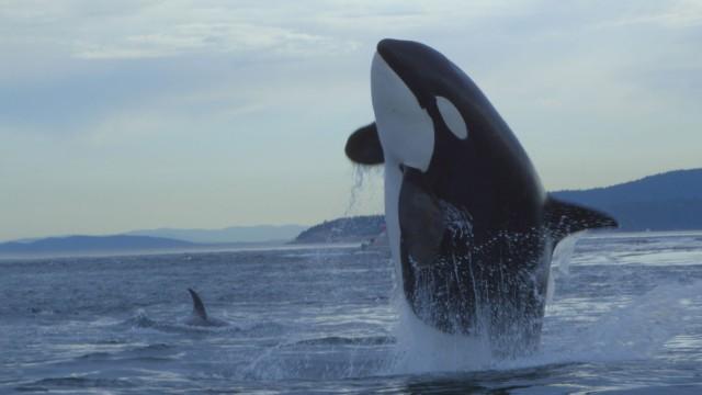 Orcas – Giants of the Sea