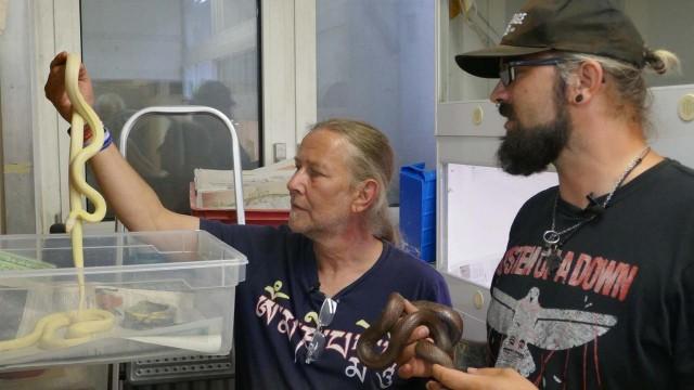 Schlangenplage auf Gran Canaria - Die Kettennatter breitet sich aus