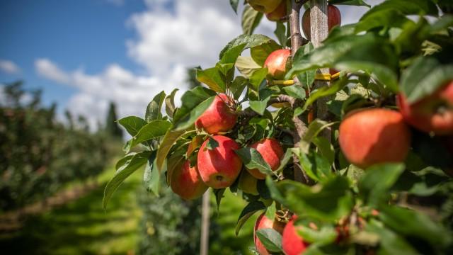 Äpfel ohne Pestizide - Alte Sorten, neuer Anbau