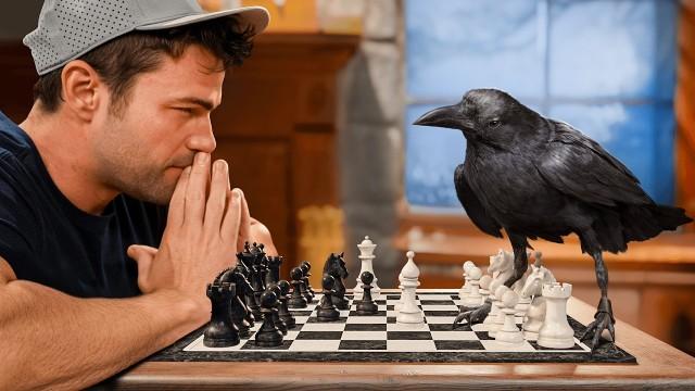 Testing The World's Smartest Crow