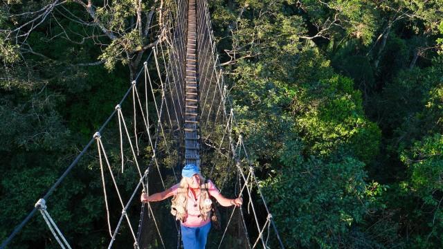 Saving Giant Trees