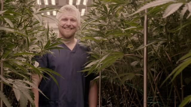 The Czech Cannabis Boom