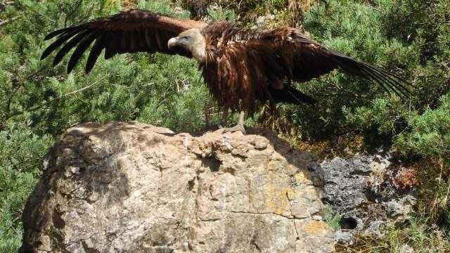 Die schwierige Rückkehr der Geier