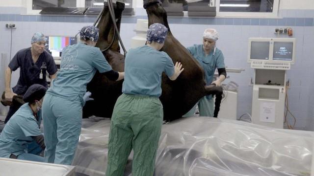 Patient Pferd im OP