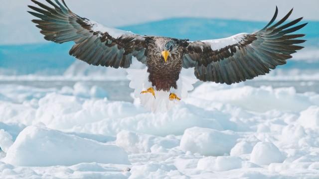 Japans wilder Norden - Bären, Wale, Riesenseeadler