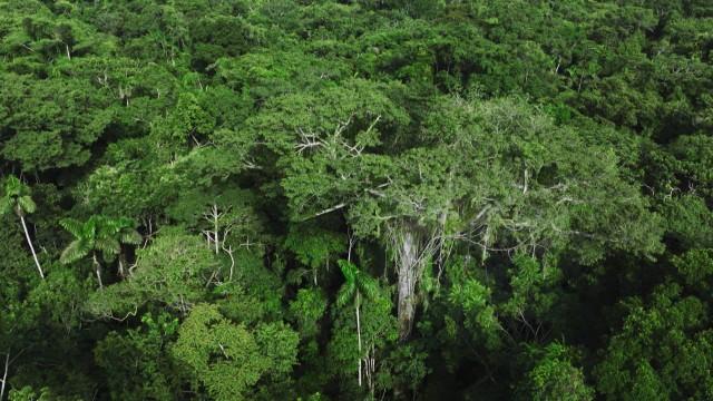 Planet III Forest