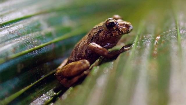 Ecuador: el campus de la selva tropical