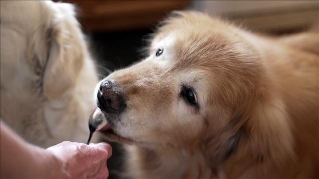 Un meilleur accès aux médicaments vétérinaires, pour l’amour des animaux!