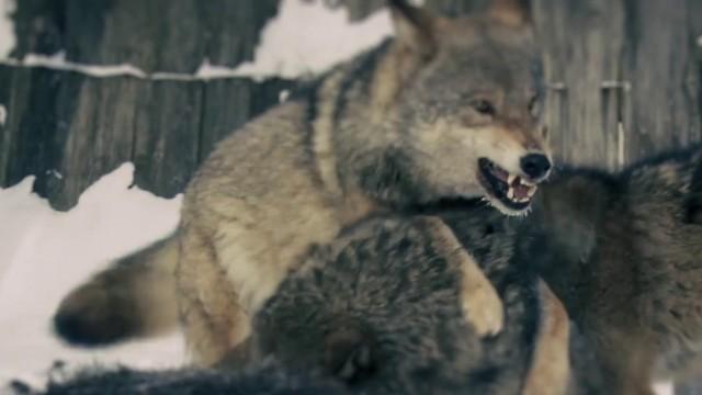 Nuclear Powered Evolution | The Wolves of Chernobyl Reveal Human Potential