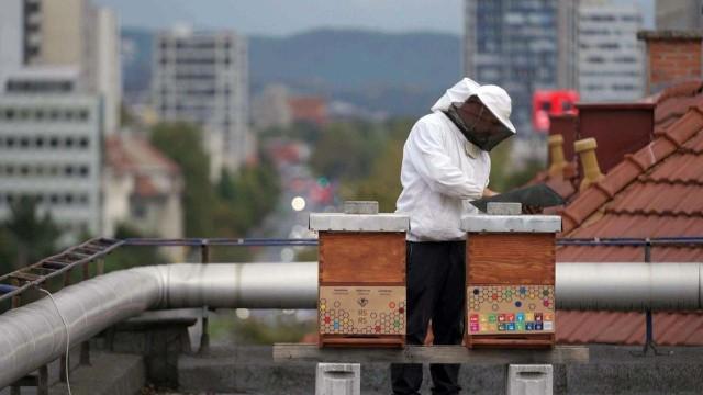 Im Land der Bienen