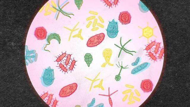 How Important is Our Microbiome?