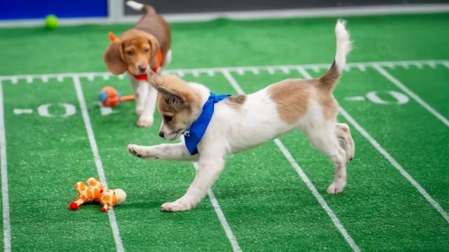 Puppy Bowl XXI