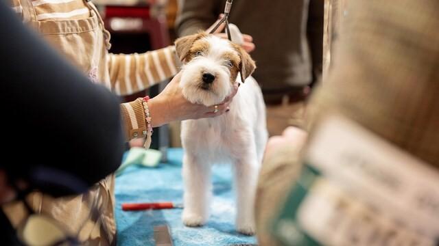 2025 Day 4 - Best in Show