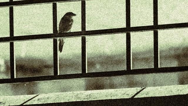 a bird that doesn’t fly dies