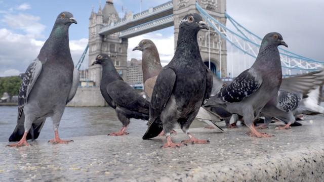 Big city flutter - globetrotter pigeon