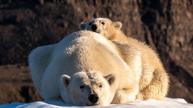 Wildes Grönland - Eiswelt im Wandel
