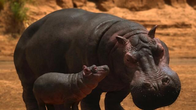 Hippopotamus amphibius - Das Flusspferd