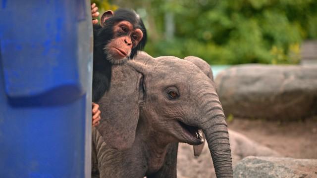 Loxodonta africana - Der Afrikanische Elefant